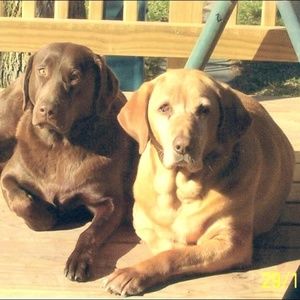 Meet your Posher, Dawn